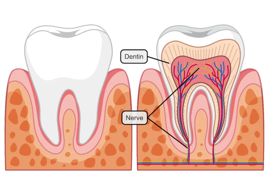 Stimulus Tooth The Science Behind Tooth Sensitivity: Causes and Cures | Smile Country ...